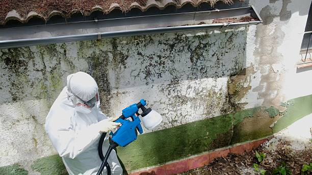 Top rated local Mold Remediation specialists in Longwood, FL
